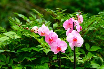  Beautiful pink orchid blossoms in a botanical garden  © Siegi