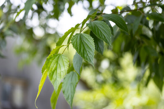 Close-up of Celtis australis leaves on tree branches with natural green foliage and soft blurred background.