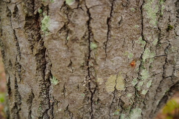 Fototapeta premium Extreme close-up of deeply fissured tree bark textured with patches of green lichen and vertical cracks