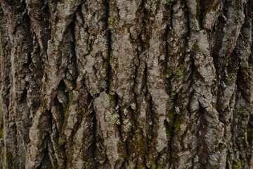 Fototapeta premium Close-up macro shot of weathered tree bark texture featuring deep vertical ridges gray tones and patches of green moss
