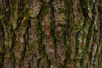 Fototapeta premium Close-up shot of rough tree bark texture covered with patches of green moss and lichen