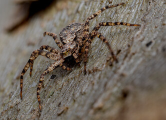 Impactante fotografía macro de una araña perfectamente camuflada sobre una superficie de madera natural. La imagen revela increíbles detalles de su textura, patrones y largas patas, destacando la bell © JordiGV