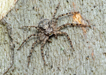 Impactante fotografía macro de una araña perfectamente camuflada sobre una superficie de madera natural. La imagen revela increíbles detalles de su textura, patrones y largas patas, destacando la bell © JordiGV