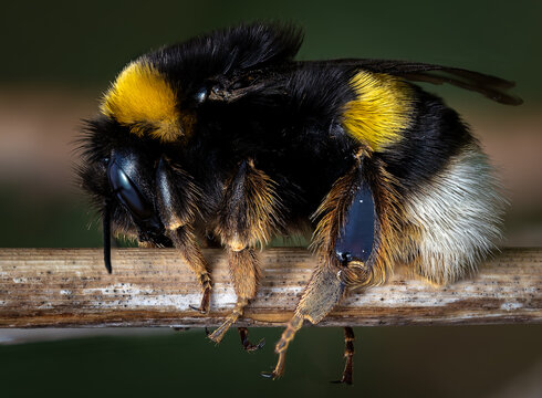 Impresionante fotograf&iacute;a macro de un abejorro europeo (Bombus terrestris) aferrado a una rama seca en su entorno natural. La imagen destaca por el incre&iacute;ble nivel de detalle en el pelaje del insecto, 