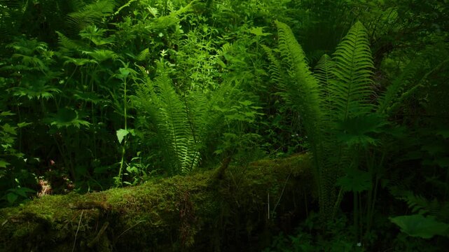Forest floor covered in lush ferns and moss. Sunlight filters through dense green canopy. Scene exudes calmness and untouched nature. Ideal for nature documentaries or eco-themed projects