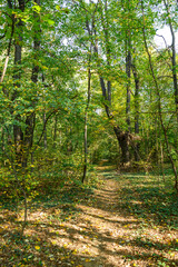 Obraz premium Sunlit forest path in early autumn
