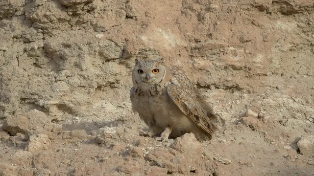 Close up video of a Pharaoh eagle-owl perches on sunlit, rocky mountain with allert. Feathered eyes gaze softly, alert yet calm. Natural camouflage blends with dry, textured terrain.