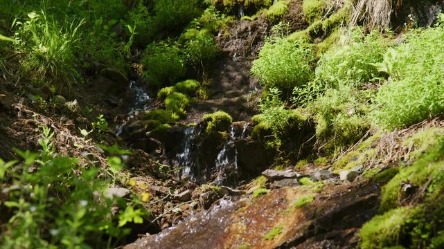 Small stream flows through mossy forest floor. Water trickles over rocks and fallen leaves. Green ferns and grasses surround the path. Nature's quiet beauty captured in daylight