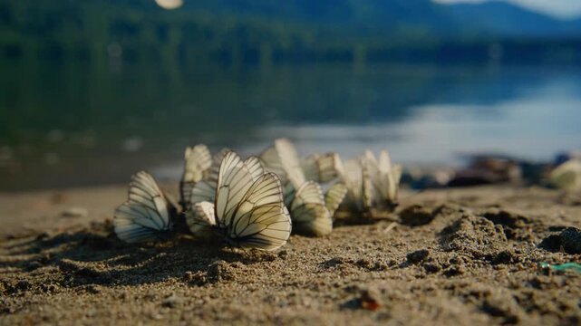 White butterflies flutter over sandy beach near water. Wings catch light as they rise and fall. Calm scene with soft focus on shoreline and trees. Footage works for nature, travel. No people visible
