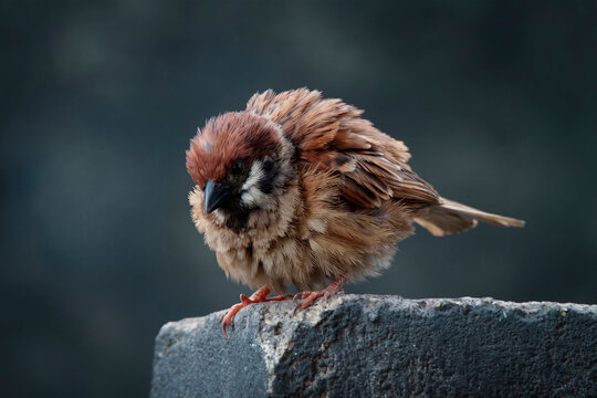 A cold sparrow with its feathers fluffed up on the concrete