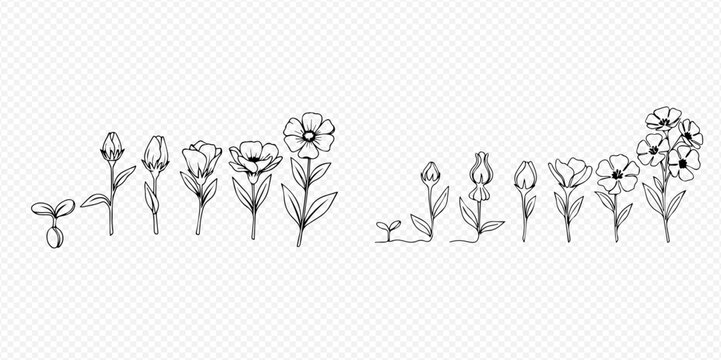 Flower growth stages set, hand-drawn vector illustration of plant life cycle from seed to blooming flower.