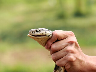 Fototapeta premium The man's hand is holding the King cobra. Which is the longest venomous snake in the world