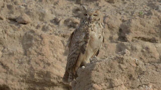 Close up video of a Pharaoh eagle-owl perches on rugged desert rock. Eyes wide, feathers detailed, gaze alert and watchful. Sunlight highlights mottled brown and grey plumage. Camouflaged against sand