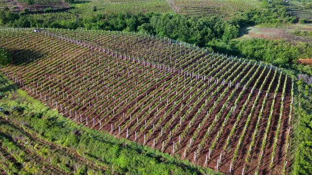 Aerial video of structured vineyard rows cresting a green hillside during a golden sunrise in Northern Albania's Mirdita Region.