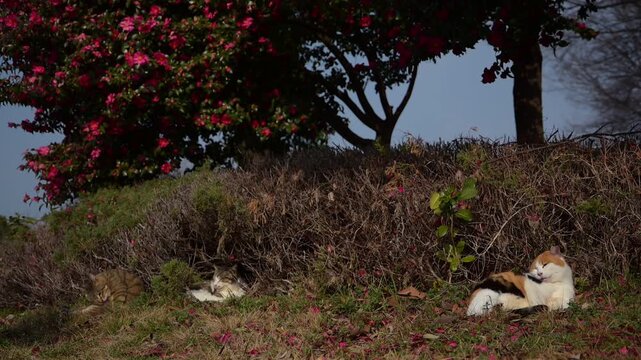 椿の花咲く公園でひなたぼっこする地域猫