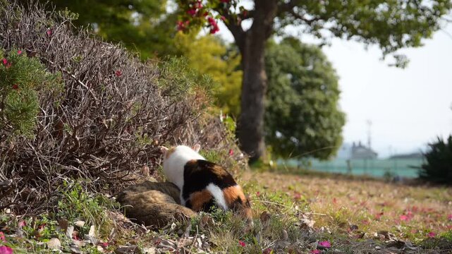 椿の花咲く公園でひなたぼっこする地域猫