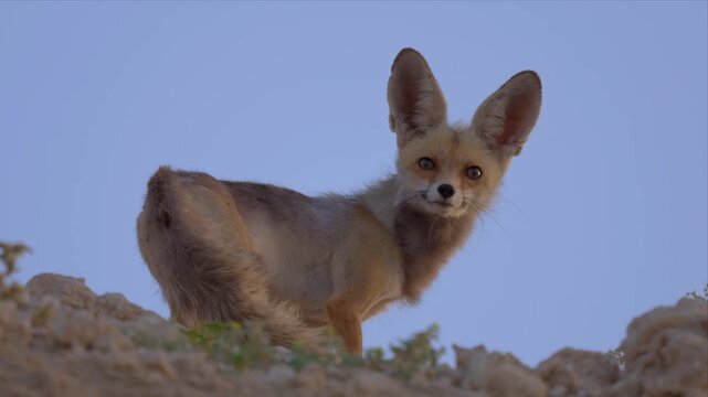 Close up video of an Arabian Red fox / Fennec fox stands alert on rocky terrain. Large ears twitch as it scans surroundings. Golden eyes meet the camera with curiosity. 