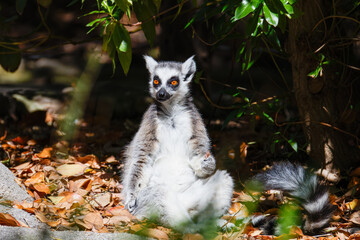 Ring-tailed lemur sitting on forest floor in dappled sunlight, orange eyes, leafy background, wildlife nature scene © Michael