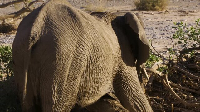A young desert elephant rubs its chest and belly against a fallen tree, which it has positioned between front and hind legs. The elephant stands with its back to the camera and sways back and forth.