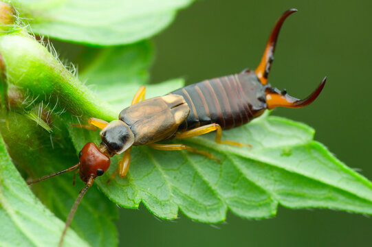 Close-up of an earwig crawling over a leaf and presenting its impressive forceps | Dermaptera
