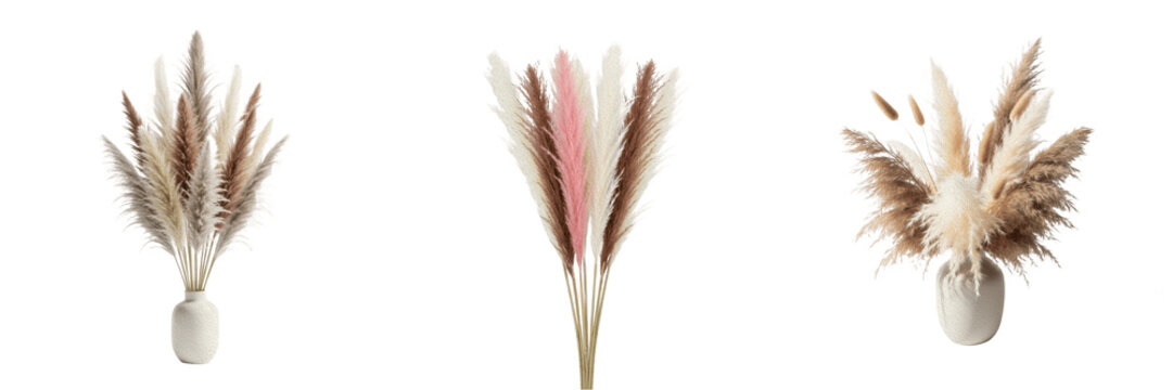 Boho style pampas grass bouquets in vases isolated on white background, collection of dried fluffy reeds for interior decoration and floral arrangement, stylish natural botanical elements for wedding 