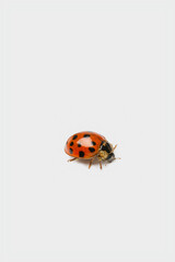 Ladybug on a White Background © Michael O'Neill