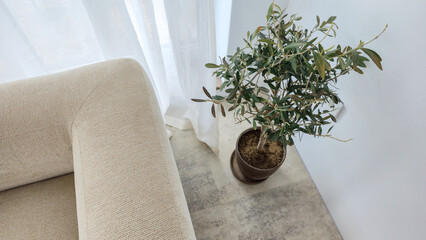 a small potted olive tree in a dark round pot stands beside a beige linen sofa in a bright minimalist living room with a sheer white curtain and concrete floor © Татьяна Швец