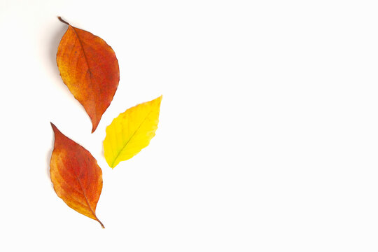 Studio shot of Dogwood and Beech leaves in fall color