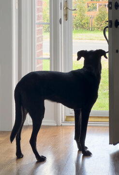 Mixed breed dog waiting by front door