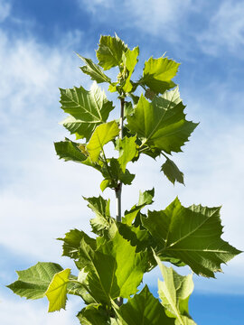 Low angle view of Sycamore tree top against sky
