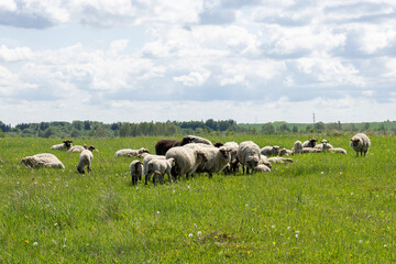 Obraz premium Sheep grazing on green meadow under cloudy sky with copy space