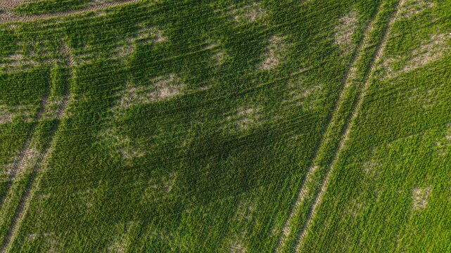 Wheat crops weak sprouts with large dry patches and visible soil between rows. Agricultural land showing failed seeding and water shortage. Farming problem with low yield and crop stress