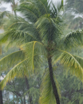 Palm tree during torrential rain storm