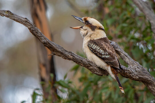 Laughing Kookaburra (Dacelo novaeguineae)