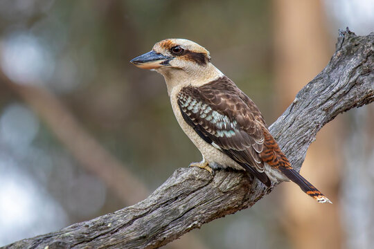 Laughing Kookaburra (Dacelo novaeguineae)