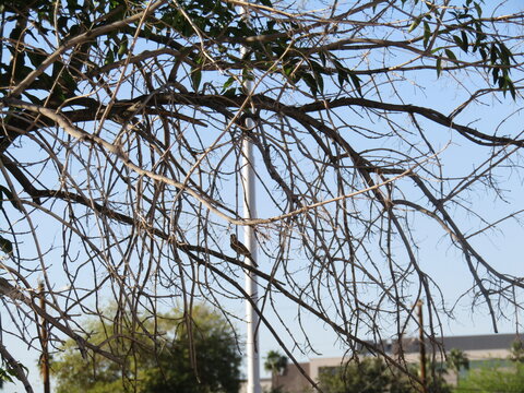 Many Branches