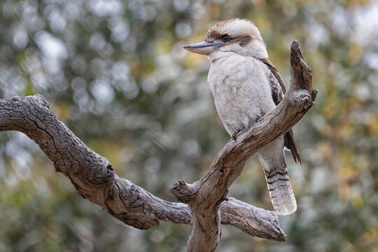 Laughing Kookaburra (Dacelo novaeguineae)