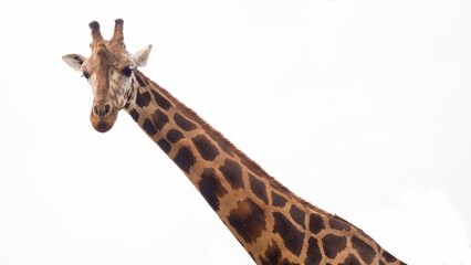 Obraz premium Low-angle close-up portrait of a giraffe looking forward, showing its long patterned neck against a bright white overcast sky. Minimalist wildlife photography.