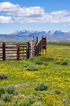 Cattle chute on Camas Prairie on sunny Spring day