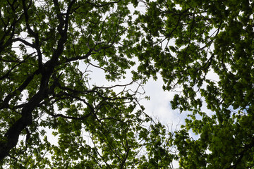 Fototapeta premium The dense green canopy of a majestic tree spreads widely against a light cloudy sky. Slender intertwined branches and numerous leaves create a beautiful natural texture in the forest shade.