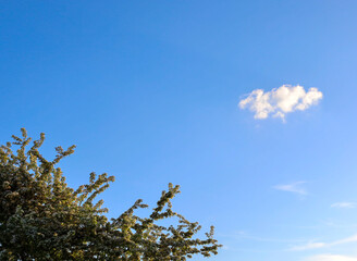 Fototapeta premium A small fluffy cloud floats lonely in the endless blue sky on a bright spring day. In the lower left corner, green branches of a blooming tree create a beautiful natural accent.