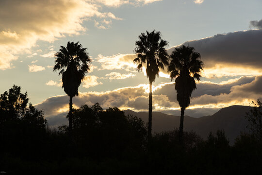 silhouette of palm tress and sunset clouds, Stand South Africa