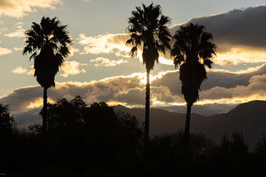 silhouette of palm tress and sunset clouds, Stand South Africa