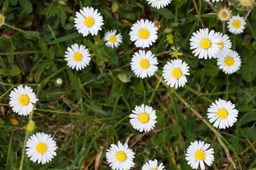 Fototapeta premium Delicate English daisies bloom among lush green grass in a sunny meadow. White petals and bright yellow centers of the flowers create a charming natural carpet.