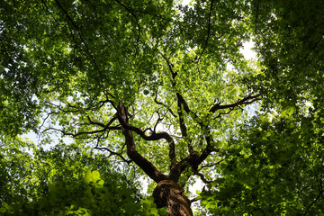 Fototapeta premium A majestic old tree spreads its powerful branches against a bright spring sky. Dense green leaves create a lush, textured canopy through which sunlight softly filters.
