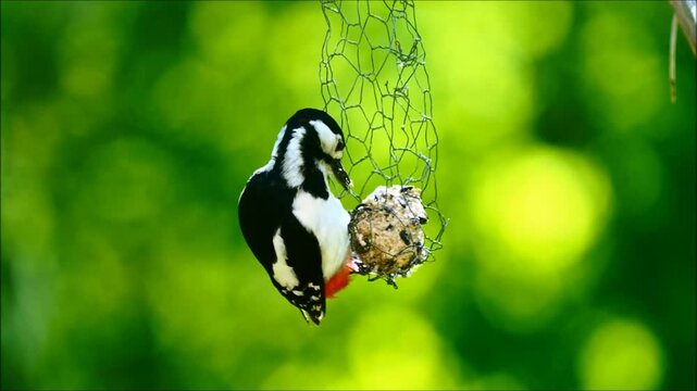 Great Spotted Woodpecker hanging from a bird feeder swinging back and forth