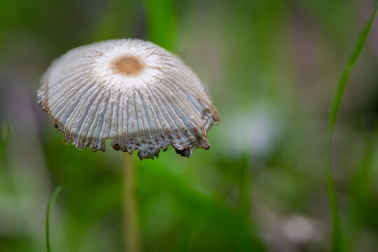 Delicate Lacy Inkycap Mushroom (Coprinopsis atramentaria) Cap with Dew Drops in Green Grassy Meadow Soft Focus Background