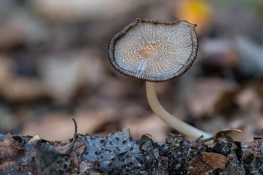 Delicate Inkycap Mushroom (Coprinopsis atramentaria) With Speckled Cap Growing On Forest Floor In Soft Natural Light