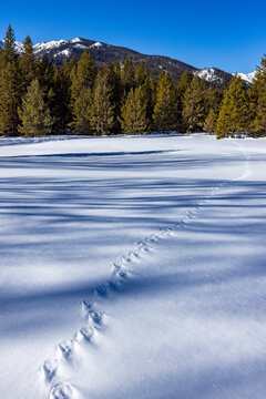 Animal tracks across pristine snow on sunny day