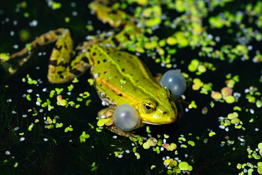 The water frog (Pelophylax), with its inflated vocal sacs and protruding eyes, is perfectly camouflaged in a pond and spawning habitat covered with small green duckweed (Lemna minor) during the spring